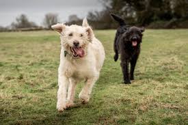 See the news below about upcoming litters of labradoodle puppies! Labradoodles The Ultimate Companion From Allergy Compatible Guide Dog To Beloved Family Pet Country Life