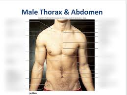Real examples of male belly anatomy. Surface Anatomy Muscles Male Thorax And Abdomen Diagram Quizlet
