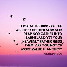 Look At The Birds Of The Air Esv Matthew 6 26 In 2020 Esv Bible Daily Bible Verse Bible