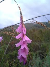 Image result for Dierama cupuliflorum