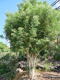 Image result for Sapindus saponaria
