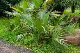 Image result for Acoelorrhaphe wrightii