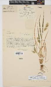 Image result for Setaria lindenbergiana