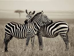 Deck The Streets Zebra Pictures Zebras Animal Wallpaper