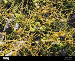 Image result for Cassytha filiformis