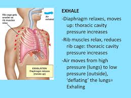 Treating rib pain and soreness the › get more: 1 Physical Ventilation 2 Gas Diffusion 3 Gas Transport Ppt Download