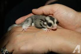 Mosaic Ringtail Sugar Glider Sugar Glider Sugar Glider For Sale Gliders