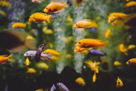 Sedangkan ikan asal negara lain yang bisa didomestikasi dan cukup popular dibudidayakan di indonesia antara lain koki, koi, discus dan guppy. 5 Jenis Ikan Hias Air Tawar Yang Cocok Dipelihara Di Rumah Kabar Lumajang