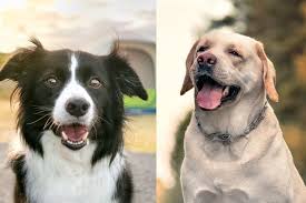 John, cane allevato dai pescatori sull'isola di terranova, frutto di incroci dei vari cani che accompagnavano i colonizzatori di varie nazionalità che si sono alternati nei secoli in quella precisa regione del canada. Border Collie Lab Mix Tutto Cio Che Devi Sapere Razze Di Cani Perfette Razze