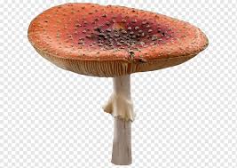 We did not find results for: Orange And Beige Mushroom Edible Mushroom Graphy Fairy Tale Mushroom Retro Mushrooms Wonderland Png Pngwing