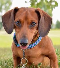 cute dachshund dackel dachshunde hunde