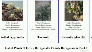 Image result for Trichodesma physaloides