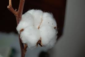Plantas industriales para la conservación . de madera y productos derivados con sustancias químicas. Procesos Industriales Del Algodon Wikipedia La Enciclopedia Libre