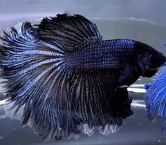 Live Betta Fish Male Import Black Sapphire Monster Rosetail Halfmoon 394