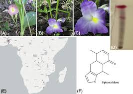 Image result for Siphonochilus