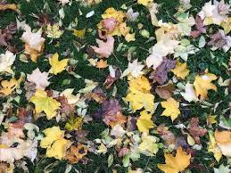 Hallo, wieviel laub vom nachbar ist noch zumutbar? Herbstlaub Liegen Lassen Oder Entfernen Garten Ch
