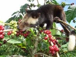 Kopi Luwak The Most Expensive Coffee Buy Coffee Beans Kopi Luwak Coffee Best Organic Coffee