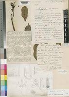 Image result for Cyclocotyla