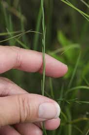 Image result for Limeum sulcatum