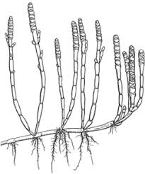 Image result for Sarcocornia