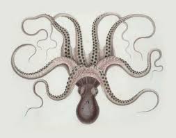 Everybody Loves Cephalopods That Class Of Animals Containing Octopuses Squid And Cuttlefish But Why What Makes These Non Fluff Free Art Book Design Octopus