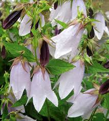 Must Grow New Varieties Of Perennials For 2013 Perennials Flowers Long Flowers