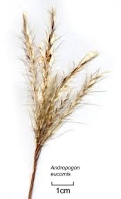 Image result for Andropogon eucomus