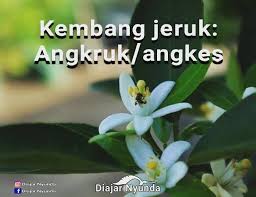Ngaran kekembangan kembang awi : Diajar Nyunda Ngaran Kekembangan Dina Basa Sunda Facebook