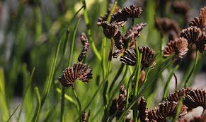 Image result for Schizaea pectinata