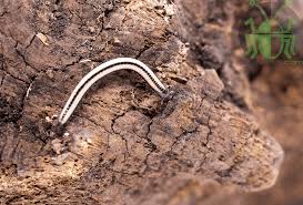 Image result for Sporobolus molleri