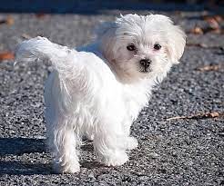 20 Ways To Wear Adidas Sneakers Like A Street Style Star Maltese Dogs Maltese Puppy Care Maltese Puppy
