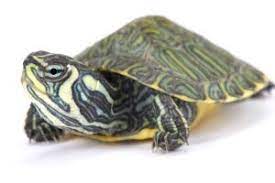 Turtle Identification Our 2022 In Depth Guide All Turtles