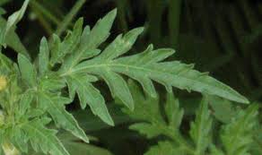 Image result for Bidens schimperi