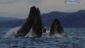 «l'ho infastidita» 2 minuti di lettura brutta avventura per un pescatore subacqueo di aragoste in massachusetts. L Urlo Del Sub Che Viene Quasi Ingoiato Da Una Balena Youtube