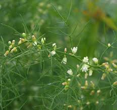 Image result for Asparagus schroederi