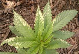 This is especially true on sunny, and windy, winter days when higher temperatures and wind speeds increase transpiration rates. Cold Wind Burn To Leaves International Cannagraphic Magazine Forums