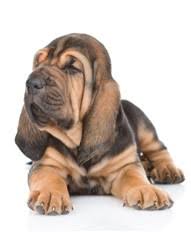 Come visit us in huntington ny today. Bloodhound Puppies For Sale In Ohio Oh Purebred Bloodhounds Puppy Joy