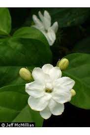 Photo Of Jasminum Sambac L Aiton Bunga Bunga Indah Menanam Bunga Menanam