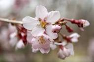 Eight Things You Probably Don't Know About Flowering Cherry Trees ...