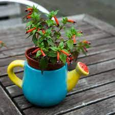 Maybe you would like to learn more about one of these? Growing Candy Corn Vine Manettia Inflata