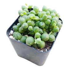Image result for Senecio consanguineus