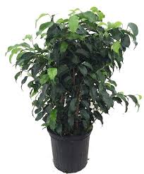 Find chameleons for sale at your local petsmart store! Best Plants For A Chameleon Cage Chameleon Safe Plants