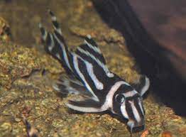 We did not find results for: Rare Freshwater Aquarium Fish Bechewy