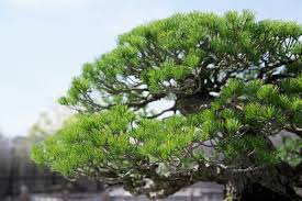 初心者向き 真柏盆栽の作り方 小さくても白い古木の風格 盆栽 Com