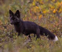 Black And Orange Fox Breed Wild Silver Fox These Things Are So Majestic