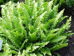 Image result for Asplenium currorii