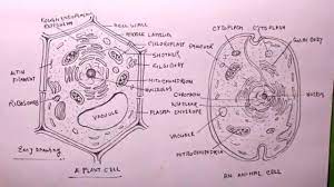 Learn everything an expat should know about managing finances in germany, including bank accounts, paying taxes, getting insurance and investing. How To Draw Plant Cell And Animal Cell Plant Cell Drawing Animal Cell Drawing Plant And Animal Cell Youtube