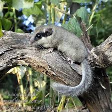 Forest Dormouse Dryomys Nitedula Animals Wild Animal Photo Mammals