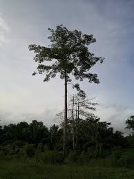 Image result for Morinda angolensis