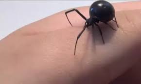 Black widow spider bite is usually not fatal and death due to such spider bite is very rare. What Does A Black Widow Bite Look Like After 4 Days Quora